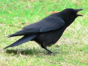 American Crow - Wikimedia 