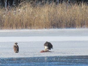 Bald Eagles on Otonabee River eating a carp - Dec. 19, 2016 - Sue Paradisis