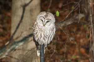 Barred Owl 2 - Alex McLeod 