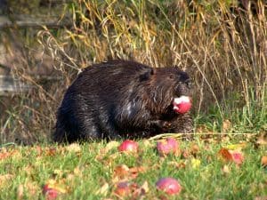 Beaver by day with apple - Tim Dyson 