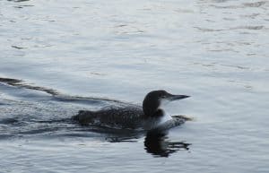 Common Loon - Lakefield - Dec. 19, 2016 - Sue Paradisis 