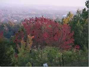 Crow roost in October - Barb Evett 