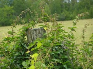 Dog-strangling vine is an invasive twining and trailing plant from Eurasia that out-competes native herbaceous plants and tree seedlings. Photo by Drew Monkman 