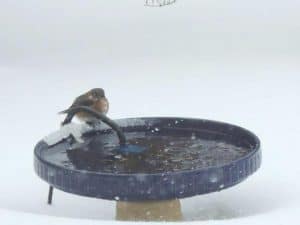 An Eastern Bluebird visiting a heated birdbath in winter - Kevin Williams