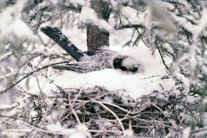 Gray Jay on nest in late winter - Dan Strickland 