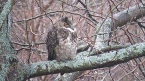 Great Horned Owl - Dec. 23, 2015 - Glen Grills