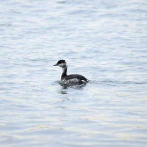 Horned Grebe in winter plumage - Wikimedia