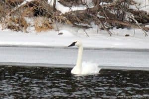 Possible Tundra Swan on Otonabee R. - Dec. 13, 2016 - Gwen Forsyth 