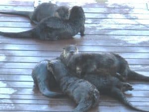 Otters on Franklin dock on Lower Buckhorn Lake (photo by Jim Franklin) 