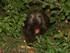 Porcupine at night with apple - Tim Dyson 
