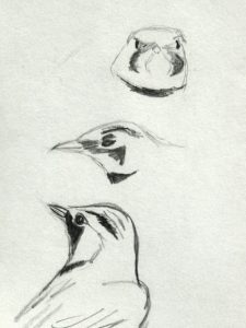 Quick sketches work best. You don't have to draw the whole bird . Sketch by Kelly Dodge.