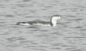 Red-throated Loon in basic plumage - Nov. 29, 2016 - Chris Risley