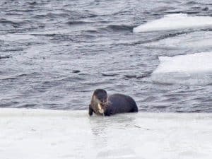 River otter eating a fish at Gannon's Narrows, Buckhorn Lake (by Kinsley Hubbs)