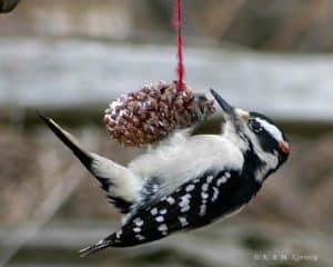 Hairy Woodpecker - Karl Egressy 