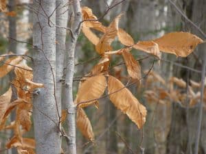 American beech in winter. Note lingering leaves. Photo by Drew Monkman 