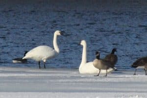 Possible Tundra Swans on Otonabee R. - Dec. 14, 2016 - Gwen Forsyth 