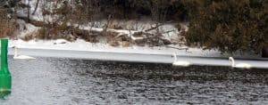 Possible Tundra Swans on Otonabee R. - Dec. 13, 2016 - Gwen Forsyth 