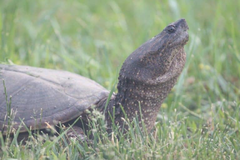 Rare picture of Snapping Turtle with neck fully extended – Our Changing
