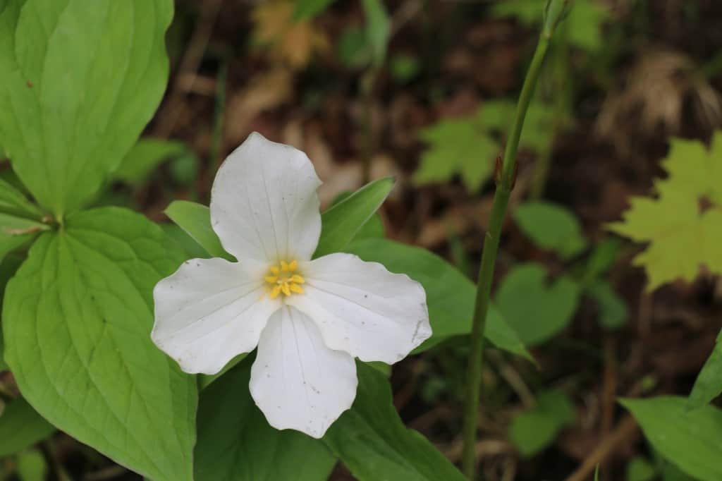Fourpetalled White Trillium or “Quadrillium” as they say! Drew Monkman