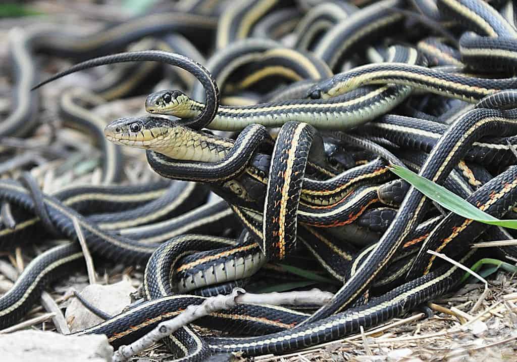Mating-ball-of-garter-snakes-Wikimedia.jpg