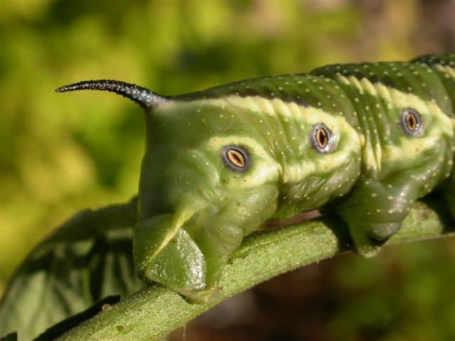 The beautiful Tomato Hornworm (Five-spotted Hawkmoth) – Drew Monkman