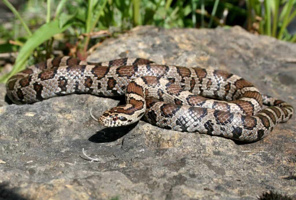 milksnake keeled